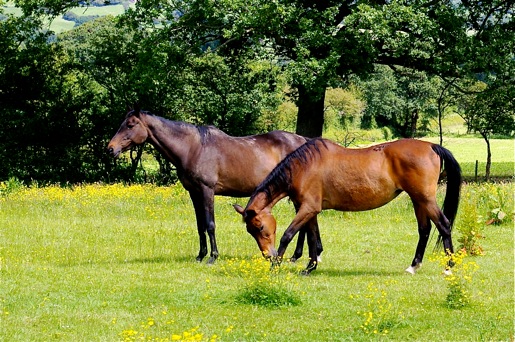 Our horses, Betty and Del Girl